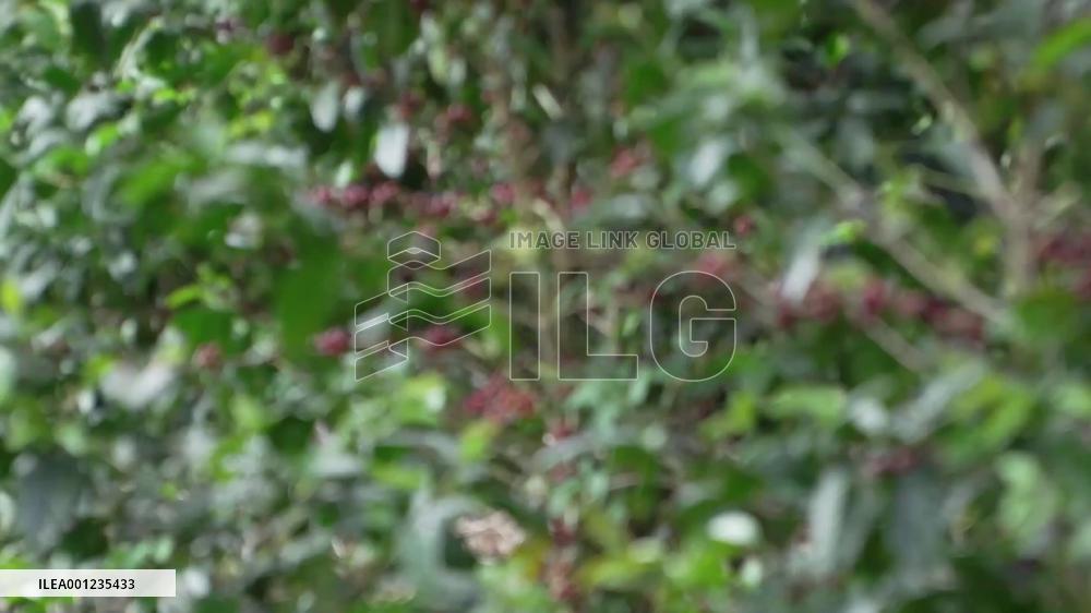 Salvadoran business people expect more opportunities in coffee trade with China