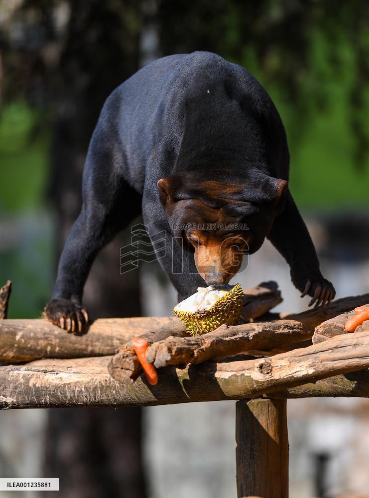 CHINA-YUNNAN-KUNMING-LANTERN FESTIVAL-ANIMALS-FOOD (CN)