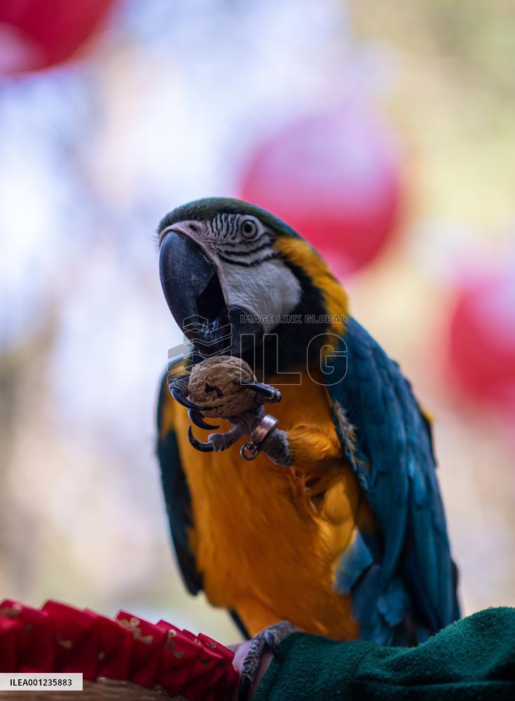 CHINA-YUNNAN-KUNMING-LANTERN FESTIVAL-ANIMALS-FOOD (CN)