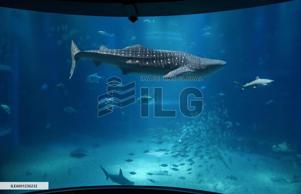Whale shark at Osaka aquarium
