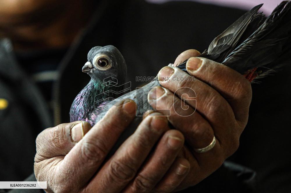 EGYPT-CAIRO-PIGEON RAISING
