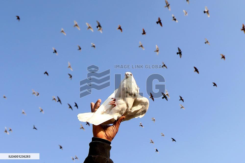 EGYPT-CAIRO-PIGEON RAISING
