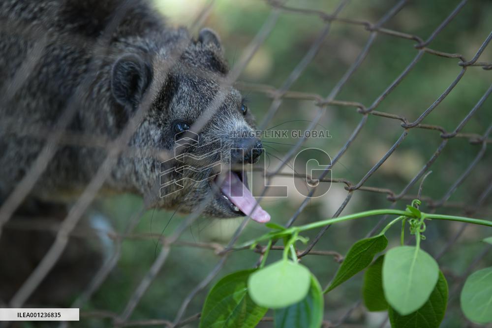 KENYA-NANYUKI-ANIMAL ORPHANAGE