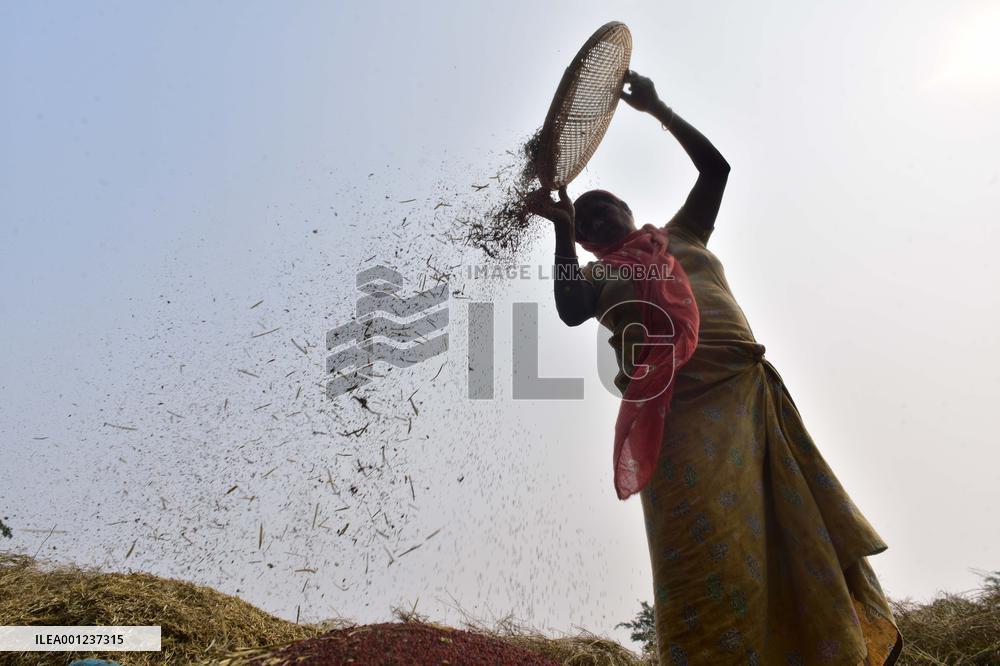 INDIA-ASSAM-NAGAON-MUSTARD HARVEST