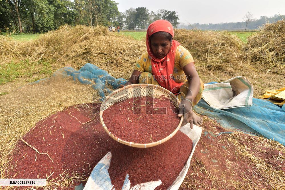 INDIA-ASSAM-NAGAON-MUSTARD HARVEST