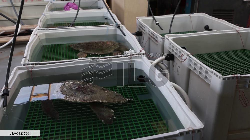 25 sea turtles rescued in Israel
