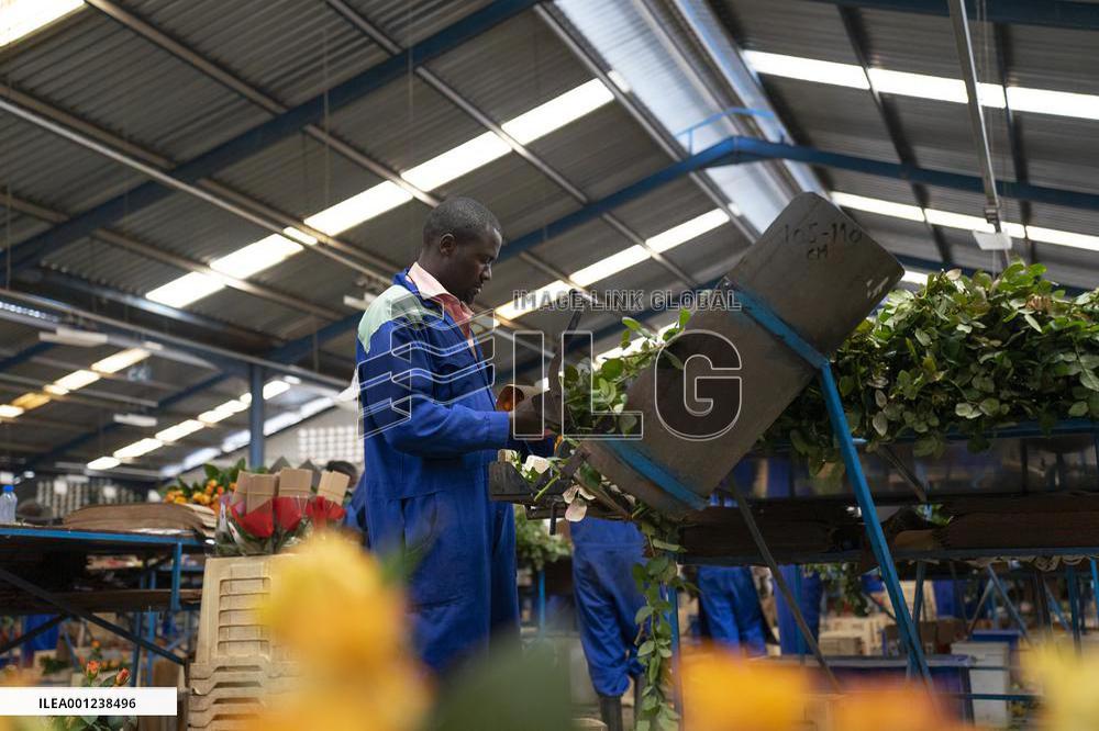 KENYA-FLOWER INDUSTRY-FLOWER VENDOR