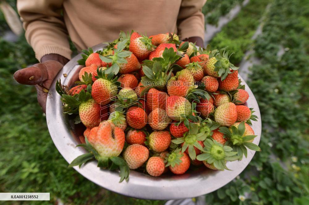 INDIA-ASSAM-GOLAGHAT-STRAWBERRY-HARVEST