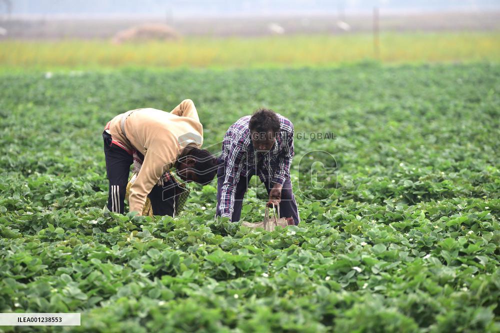 INDIA-ASSAM-GOLAGHAT-STRAWBERRY-HARVEST