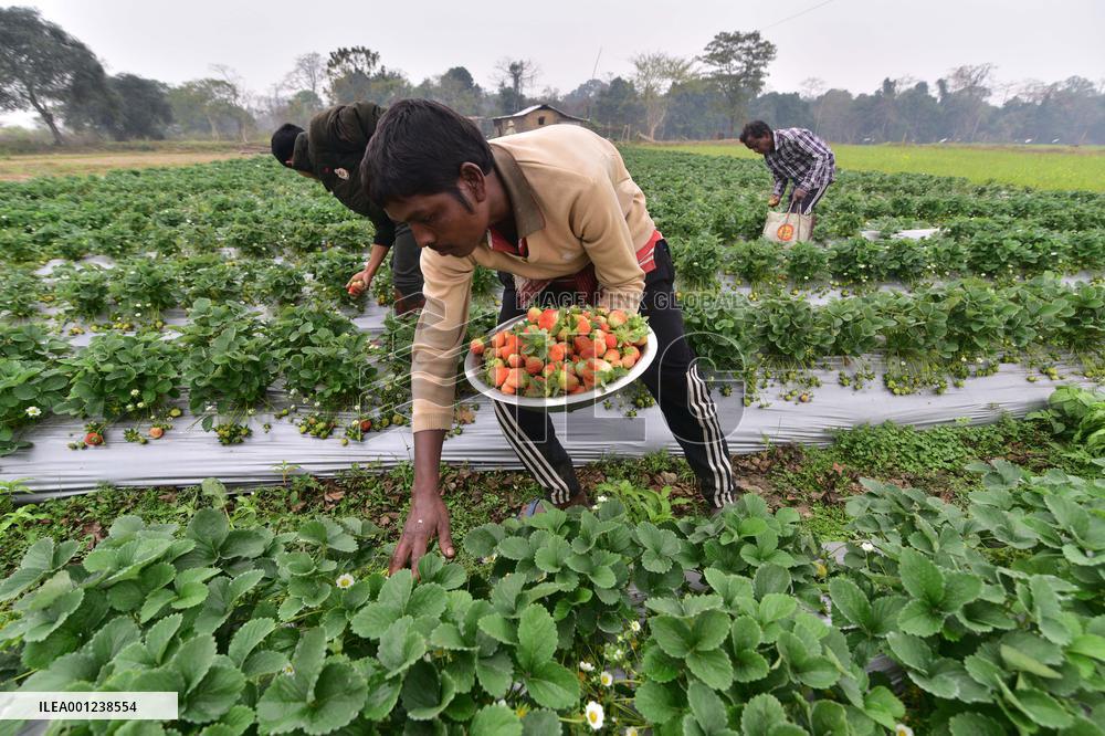 INDIA-ASSAM-GOLAGHAT-STRAWBERRY-HARVEST