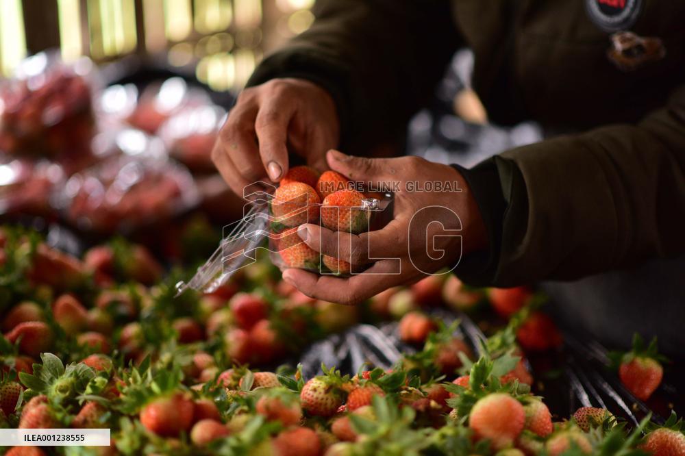 INDIA-ASSAM-GOLAGHAT-STRAWBERRY-HARVEST