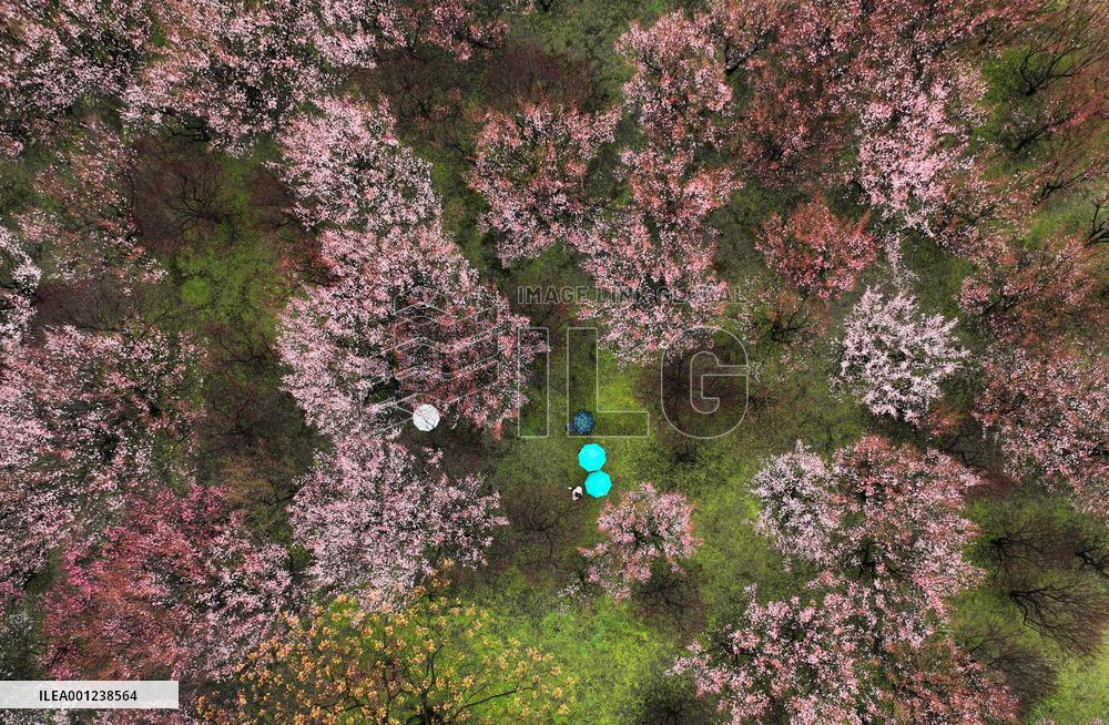 #CHINA-SPRING-SCENERY (CN)