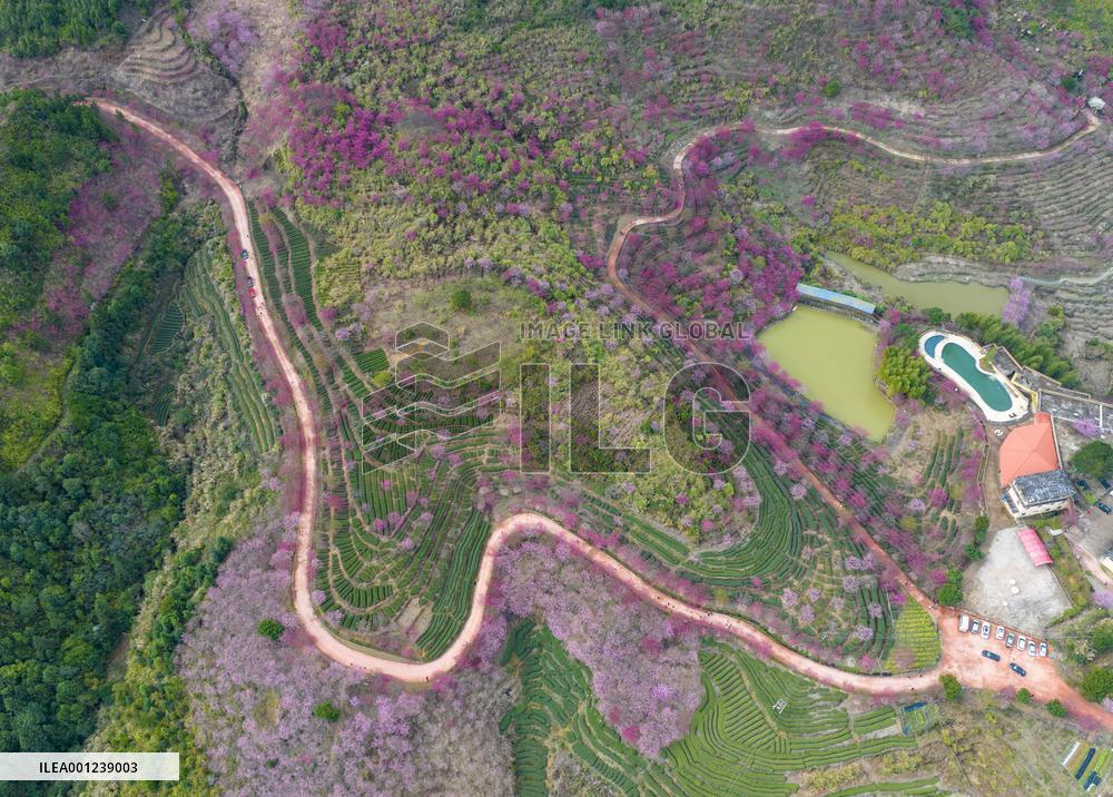 #CHINA-SPRING-BLOSSOMS-SCENERY (CN)