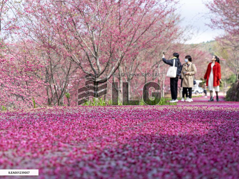 #CHINA-SPRING-BLOSSOMS-SCENERY (CN)