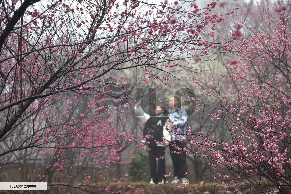 #CHINA-SPRING-BLOSSOMS-SCENERY (CN)
