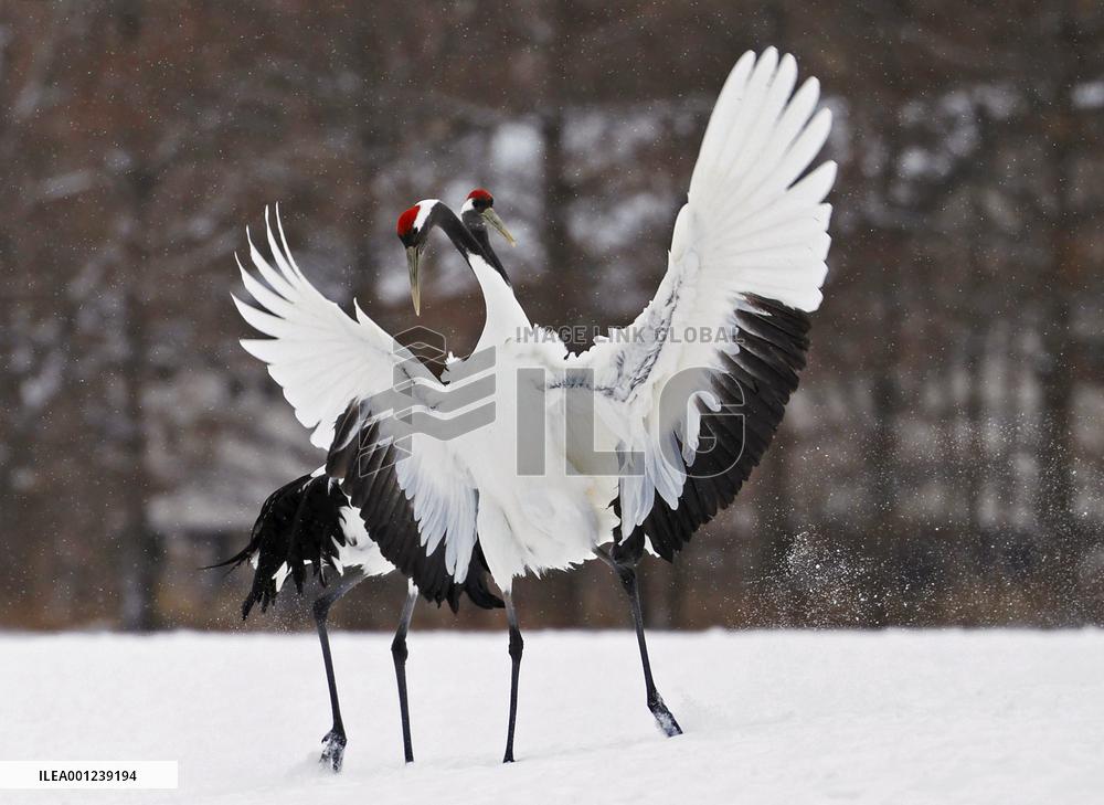 Red-crowned cranes in Hokkaido