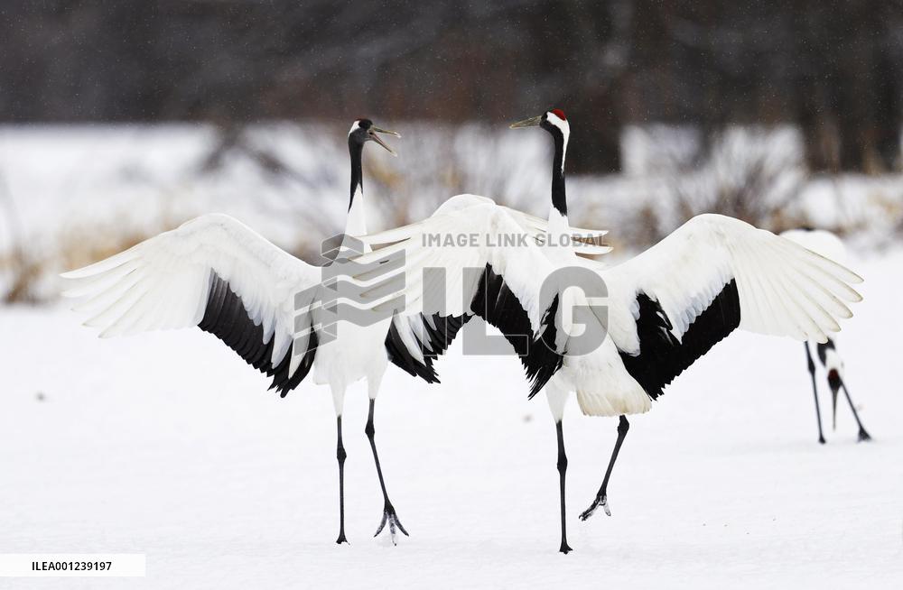 Red-crowned cranes in Hokkaido