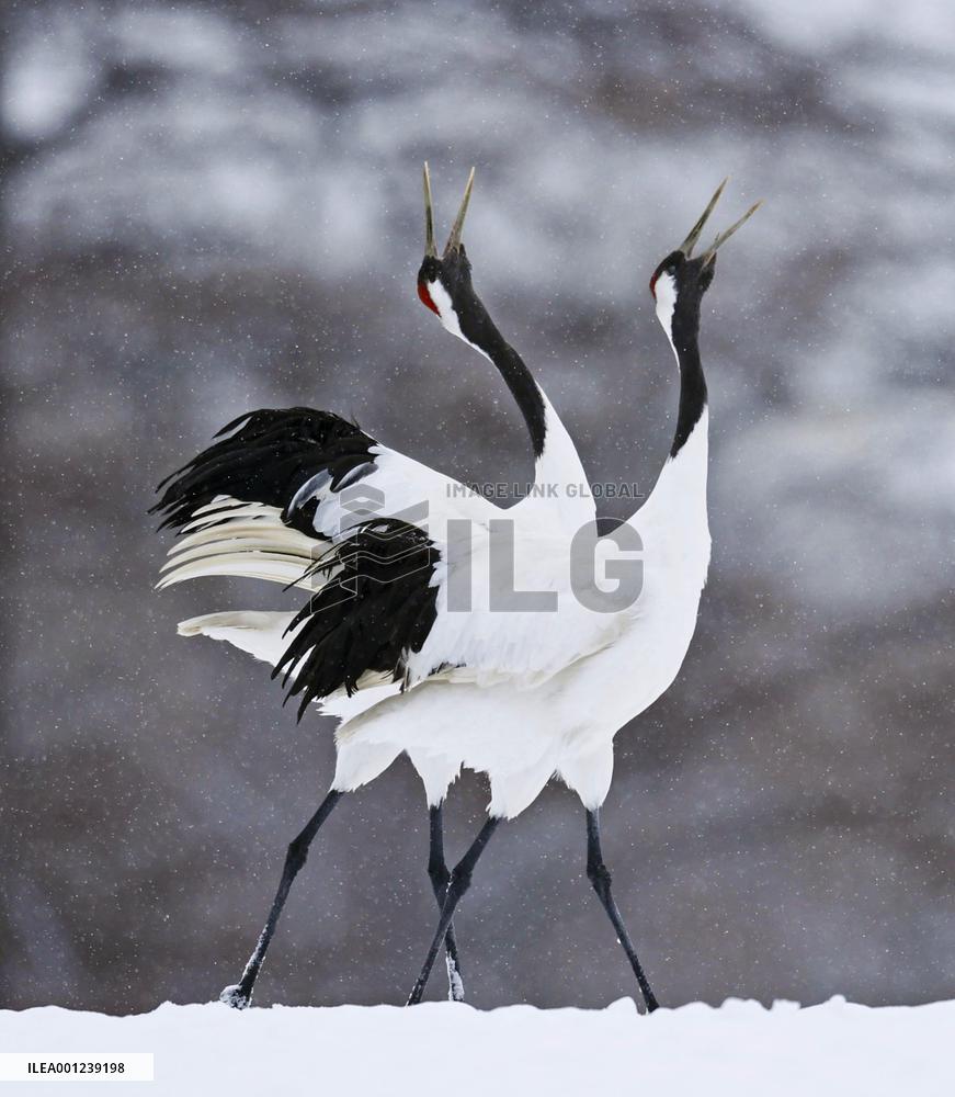 Red-crowned cranes in Hokkaido
