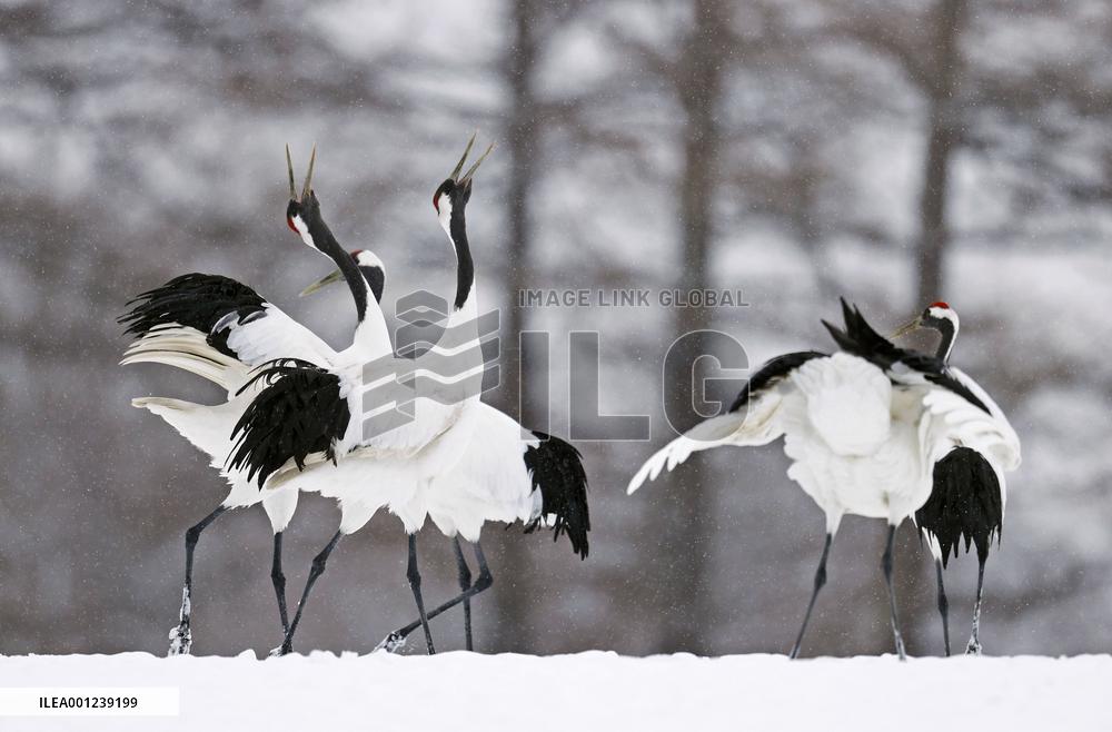 Red-crowned cranes in Hokkaido