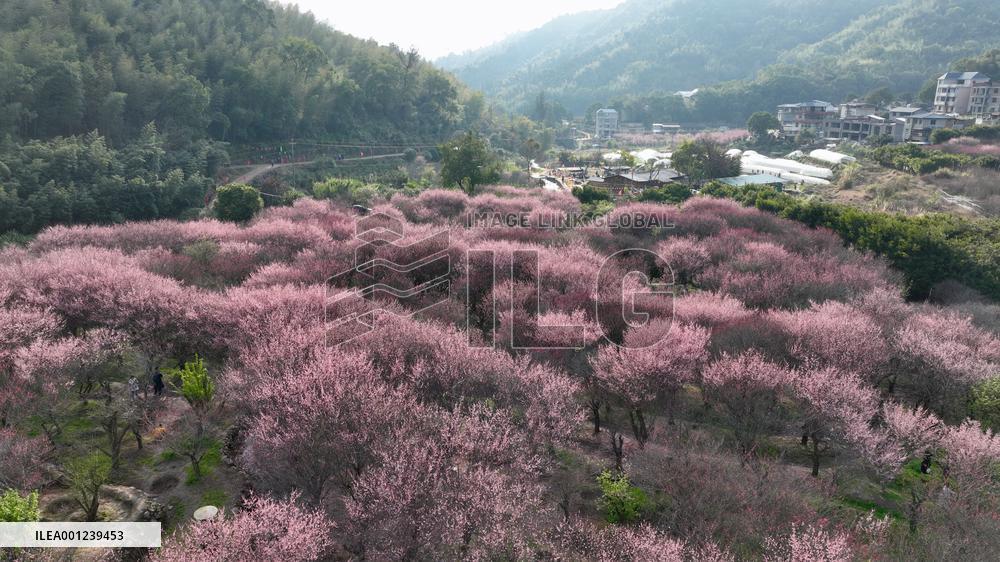 CHINA-FUJIAN-FUZHOU-PLUM BLOSSOMS (CN)