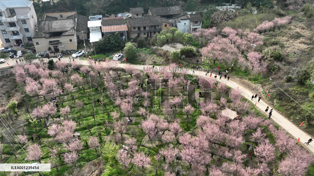 CHINA-FUJIAN-FUZHOU-PLUM BLOSSOMS (CN)