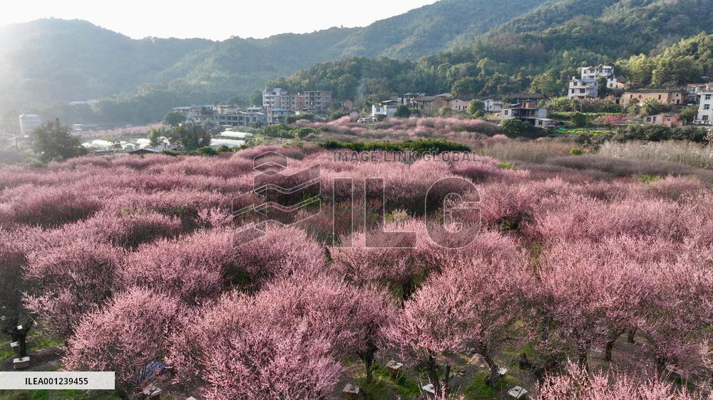 CHINA-FUJIAN-FUZHOU-PLUM BLOSSOMS (CN)