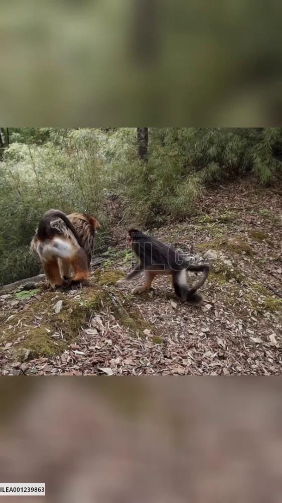 Wild animals' love captured by camera in NW China nature reserve