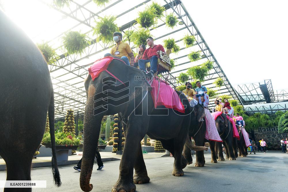 THAILAND-PATTAYA-WEDDING-ELEPHANTS-VALENTINE'S DAY