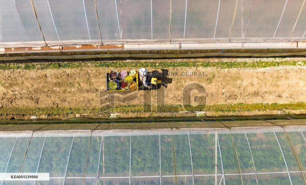 CHINA-YUNNAN-KUNMING-FLOWER BUSINESS-LIVE STREAMING (CN)