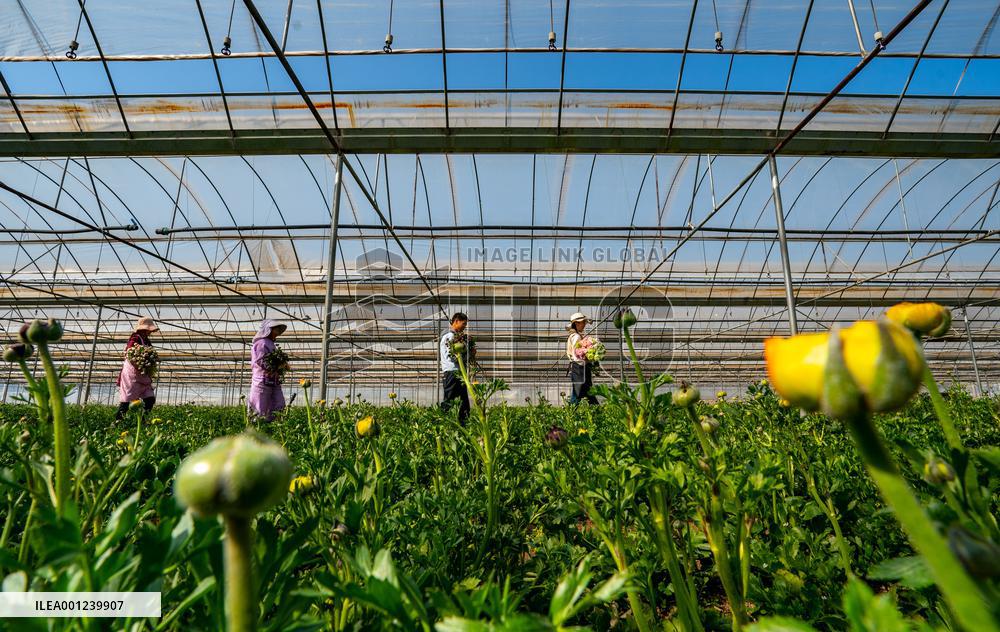 CHINA-YUNNAN-KUNMING-FLOWER BUSINESS-LIVE STREAMING (CN)