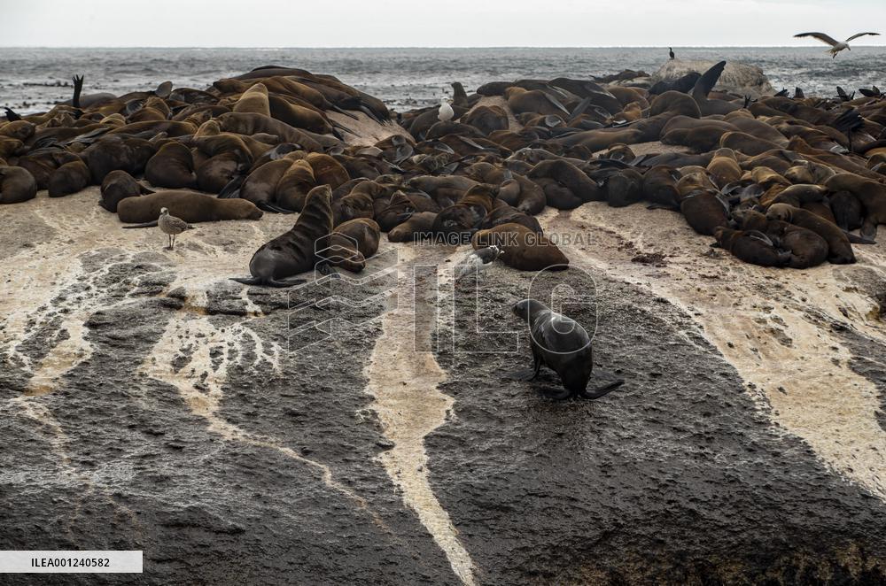 SOUTH AFRICA-CAPE TOWN-DUIKER-SEAL-WATCHING
