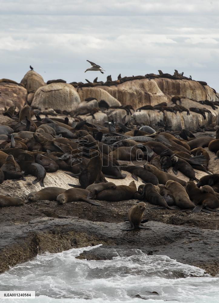 SOUTH AFRICA-CAPE TOWN-DUIKER-SEAL-WATCHING