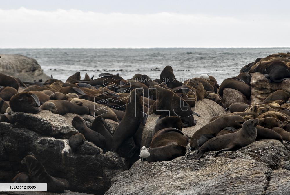 SOUTH AFRICA-CAPE TOWN-DUIKER-SEAL-WATCHING