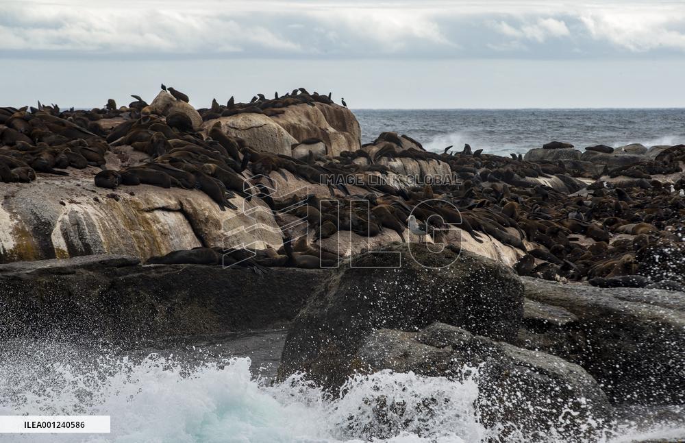 SOUTH AFRICA-CAPE TOWN-DUIKER-SEAL-WATCHING