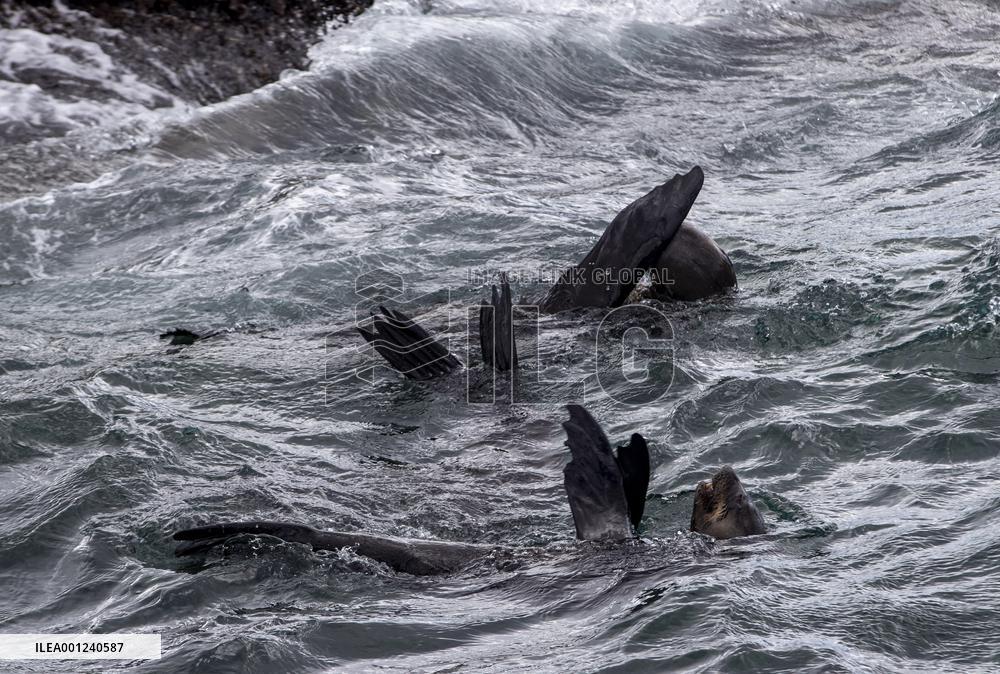 SOUTH AFRICA-CAPE TOWN-DUIKER-SEAL-WATCHING