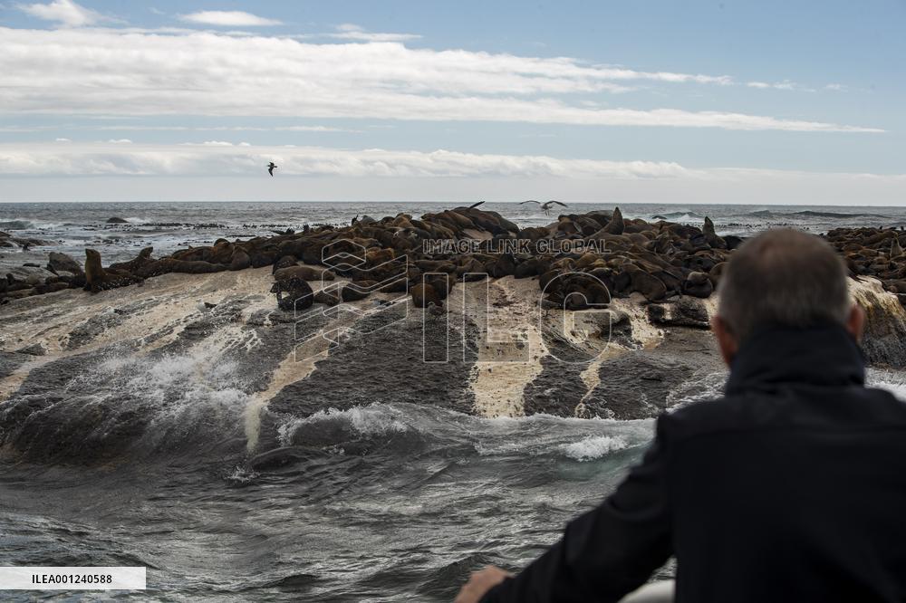 SOUTH AFRICA-CAPE TOWN-DUIKER-SEAL-WATCHING