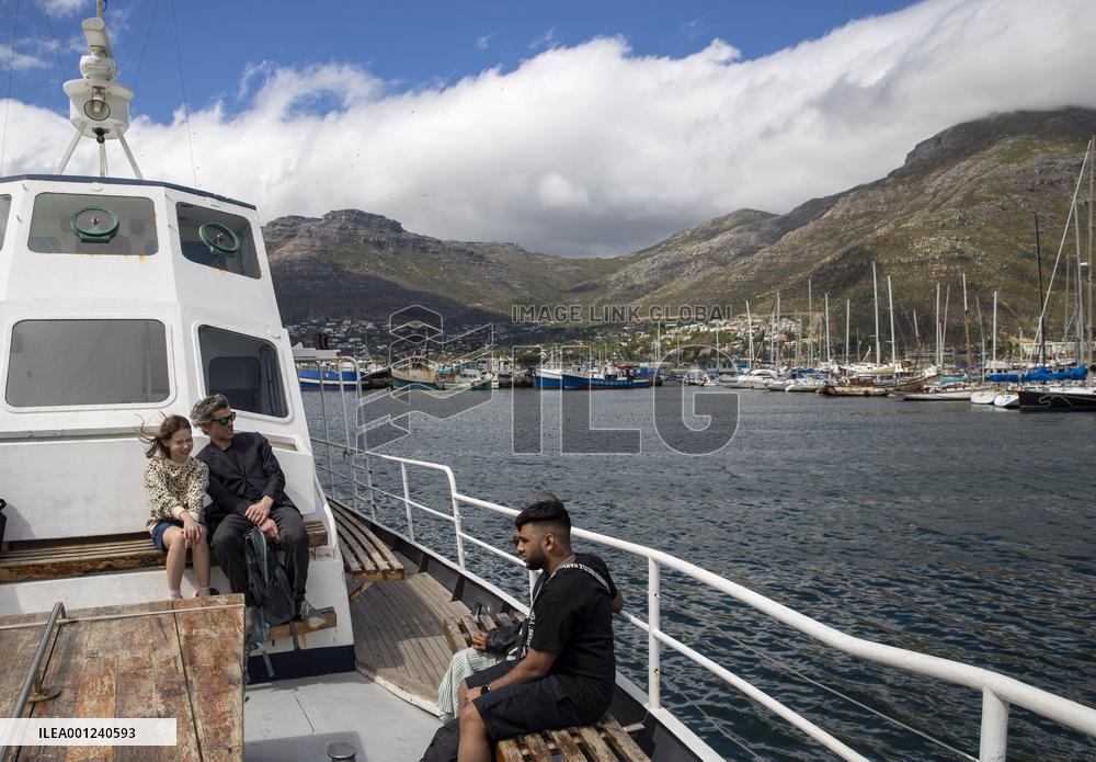 SOUTH AFRICA-CAPE TOWN-DUIKER-SEAL-WATCHING
