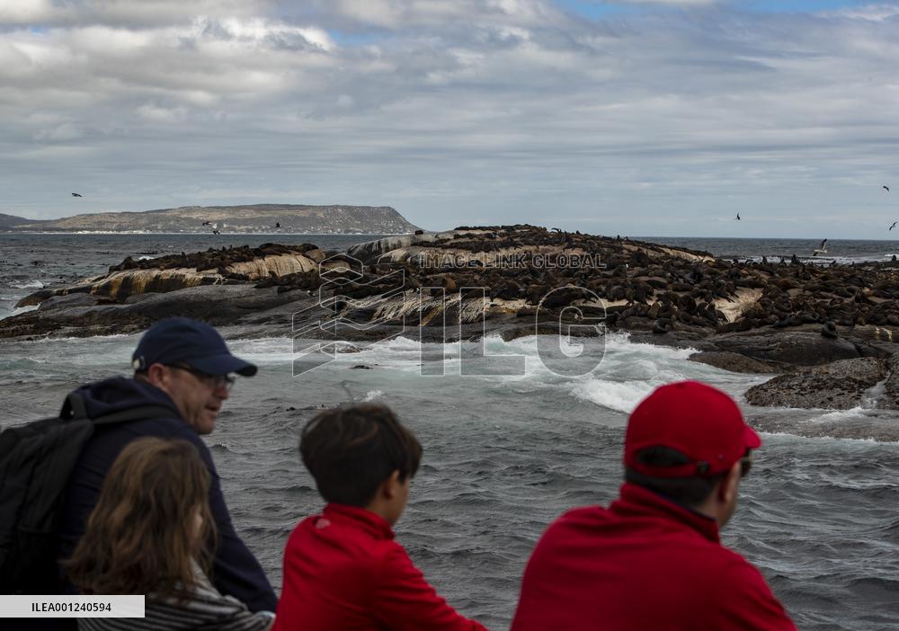 SOUTH AFRICA-CAPE TOWN-DUIKER-SEAL-WATCHING