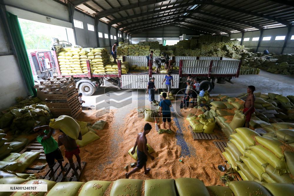 MYANMAR-YANGON-CORN-EXPORT