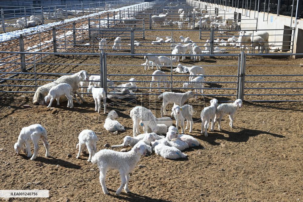 CHINA-GANSU-GULANG-CATTLE-SHEEP-BREEDING INDUSTRY (CN)