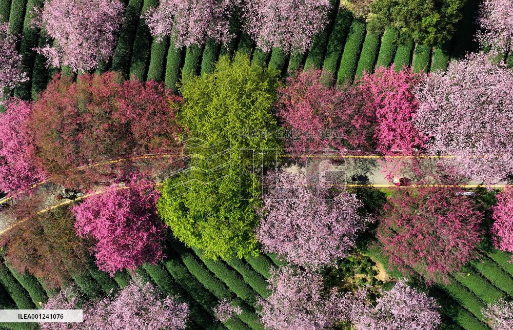 CHINA-FUJIAN-ZHANGPING-CHERRY BLOSSOMS (CN)