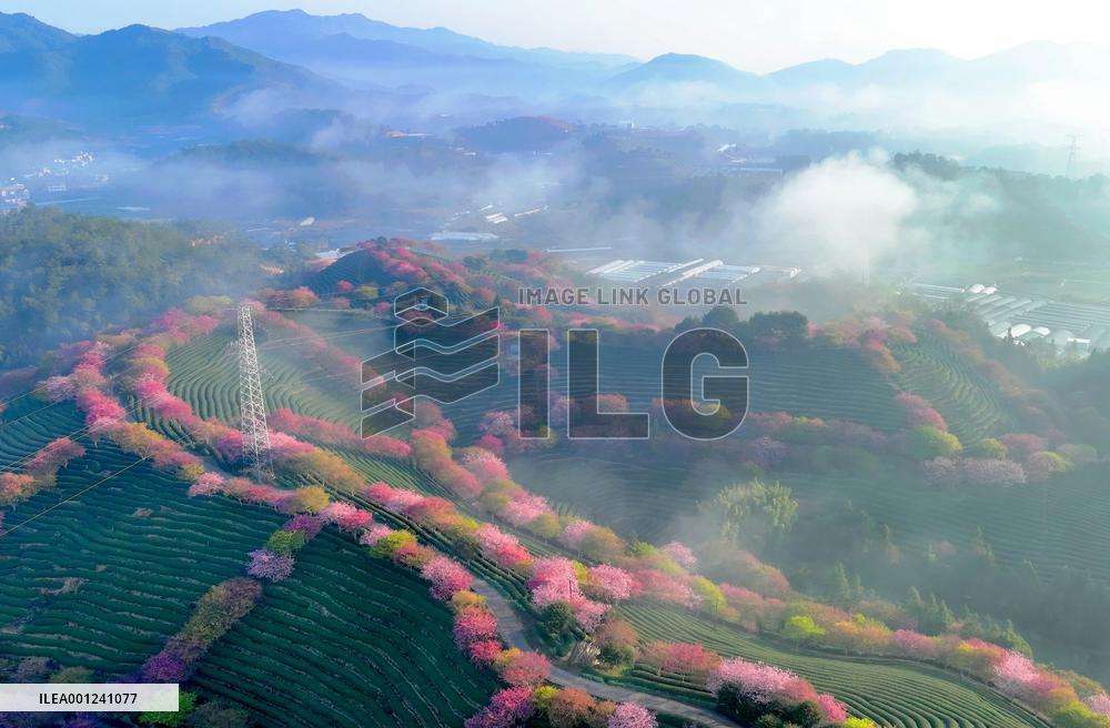 CHINA-FUJIAN-ZHANGPING-CHERRY BLOSSOMS (CN)