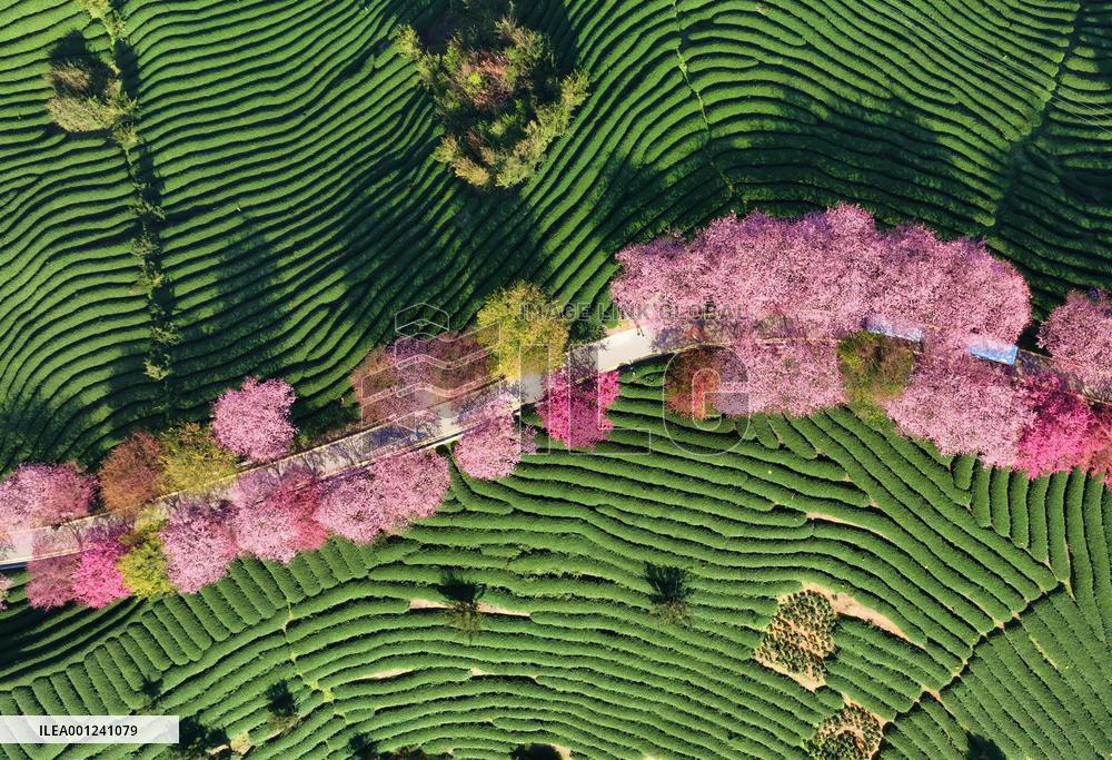 CHINA-FUJIAN-ZHANGPING-CHERRY BLOSSOMS (CN)