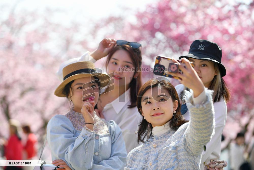 CHINA-FUJIAN-ZHANGPING-CHERRY BLOSSOMS (CN)