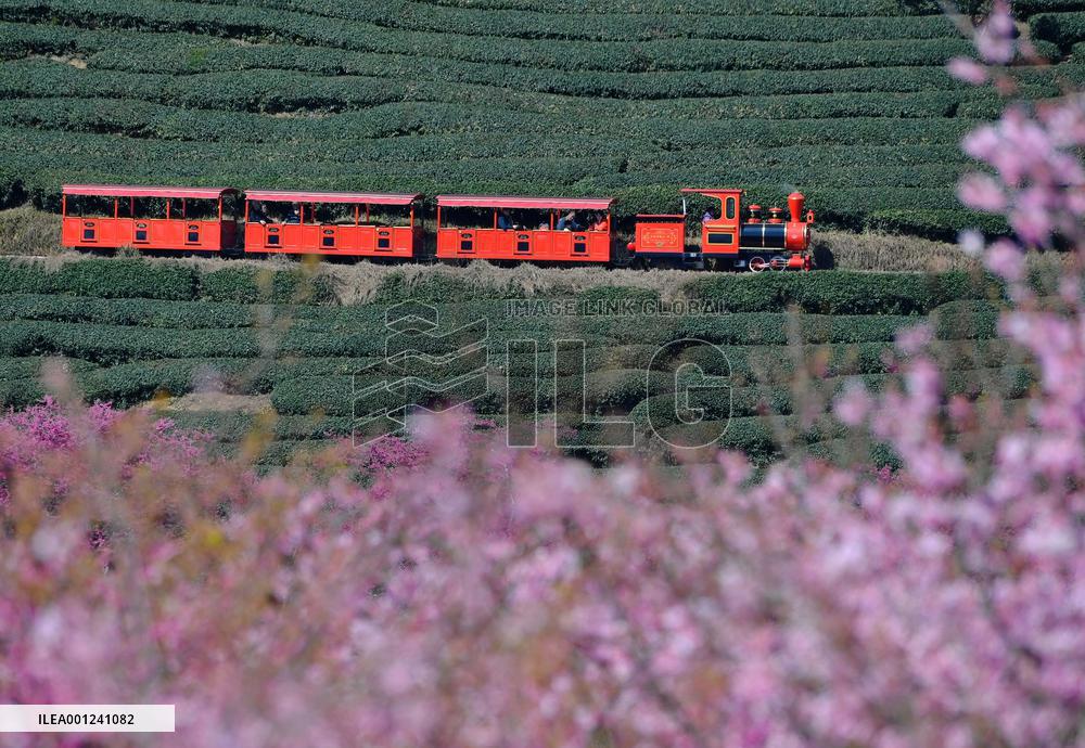CHINA-FUJIAN-ZHANGPING-CHERRY BLOSSOMS (CN)