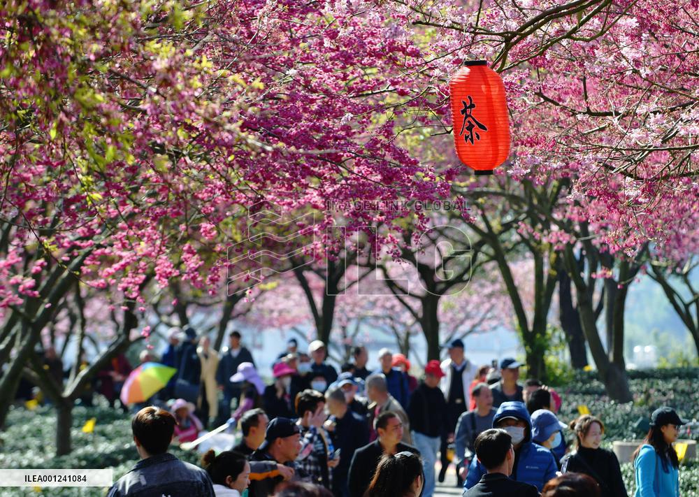CHINA-FUJIAN-ZHANGPING-CHERRY BLOSSOMS (CN)