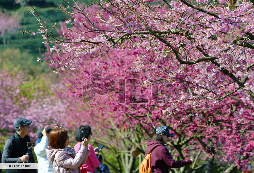 CHINA-FUJIAN-ZHANGPING-CHERRY BLOSSOMS (CN)