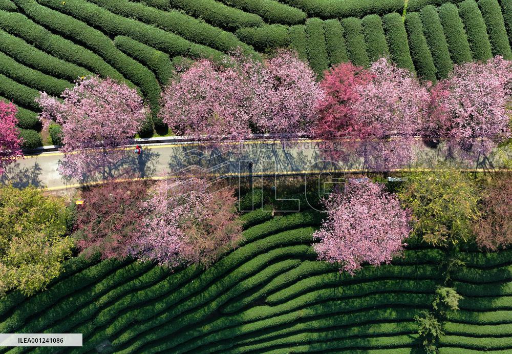 CHINA-FUJIAN-ZHANGPING-CHERRY BLOSSOMS (CN)