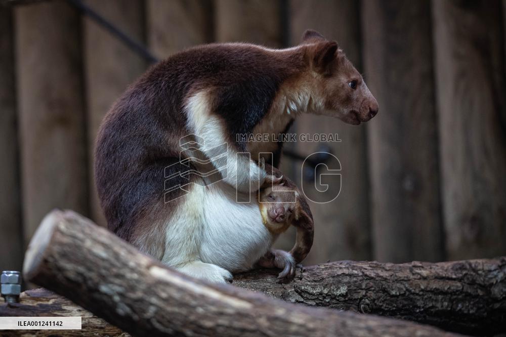 FRANCE-PARIS-ZOO-TREE KANGAROO