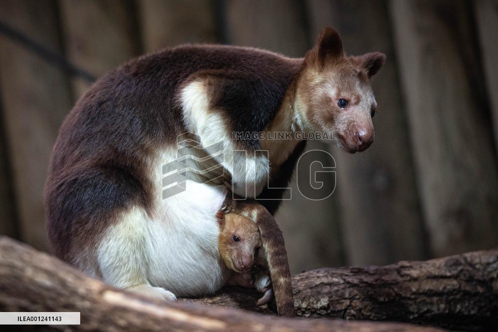 FRANCE-PARIS-ZOO-TREE KANGAROO
